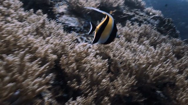 海洋生物视频素材