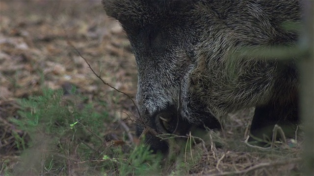 正在觅食的野猪视频素材