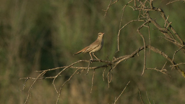 Rufous-tailed擦洗罗宾视频素材