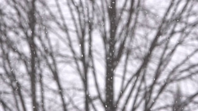 雪花飘落，背景是光秃秃的树枝视频素材