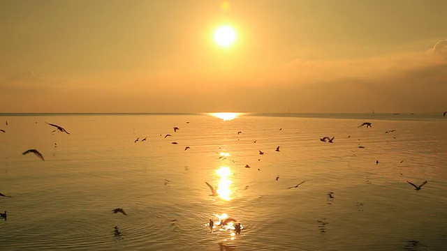 日落，海鸥在飞翔视频素材