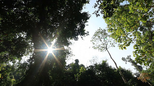 阳光在森林视频素材