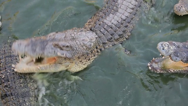 鳄鱼吃鱼视频素材