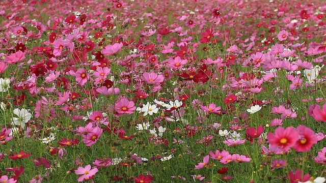 宇宙的花视频素材