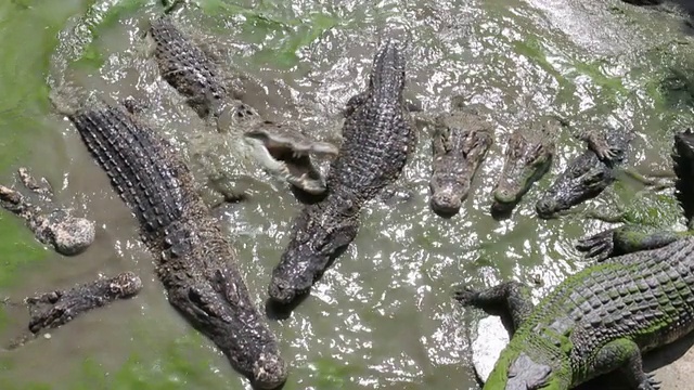 鳄鱼吃鱼视频素材