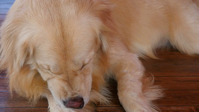 金毛猎犬在挠痒的皮肤视频素材