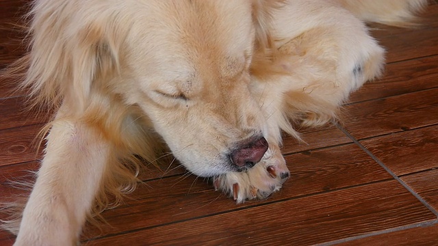 金毛猎犬在挠痒的皮肤视频素材