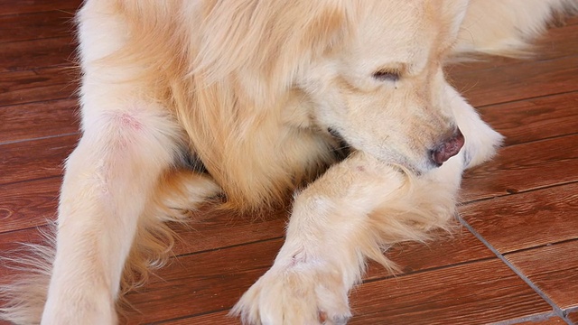 金毛猎犬在挠痒的皮肤视频素材