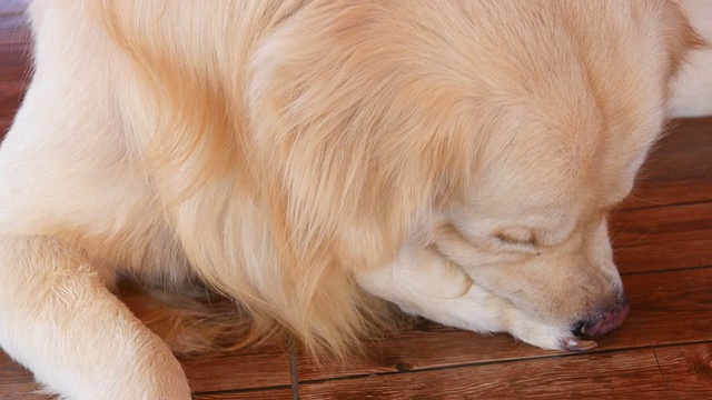 金毛猎犬在挠痒的皮肤视频素材