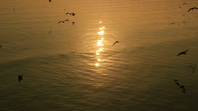 阳光反射在海面上，海鸥在飞翔。视频素材