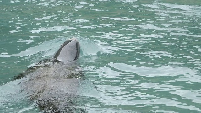 海狮潜水视频素材