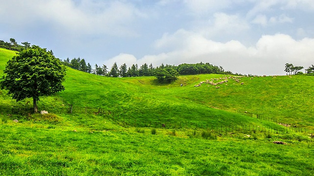 与一群羊一起观赏大墙岭杨特农场(韩国著名的自然旅游景点)视频素材