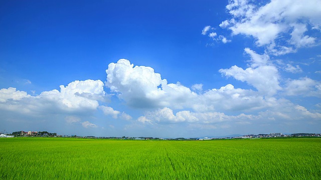 碧绿的稻田和蓝天下的积云视频素材