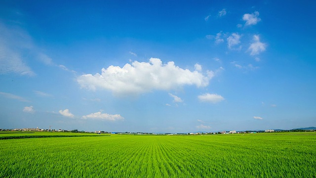 碧蓝的天空映衬着绿色的稻田和流动的积云视频素材