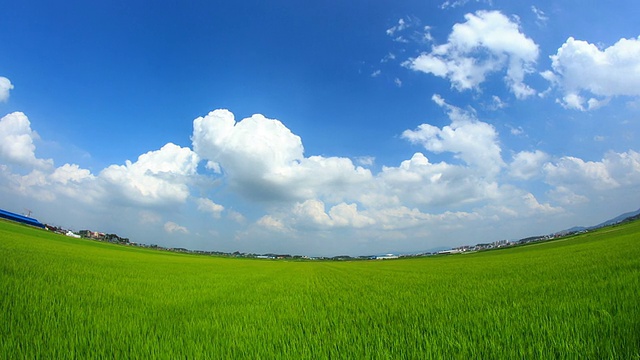 碧蓝的天空映衬着绿色的稻田和流动的积云视频素材