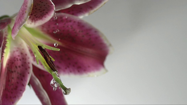 雨滴在花视频素材