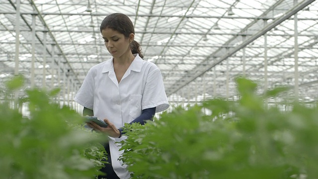 在温室里用平板电脑的女人视频素材