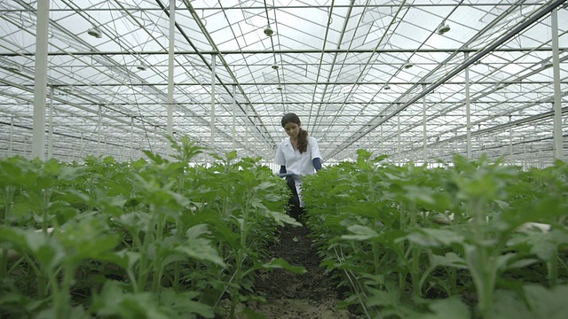 在温室里用平板电脑的女人视频素材