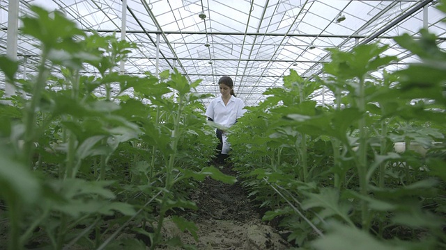 在温室里用平板电脑的女人视频素材