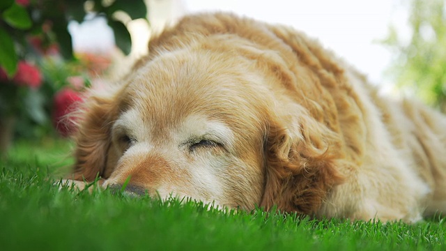 金毛猎犬在睡觉视频素材