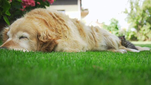 小猫睡在狗旁边视频素材