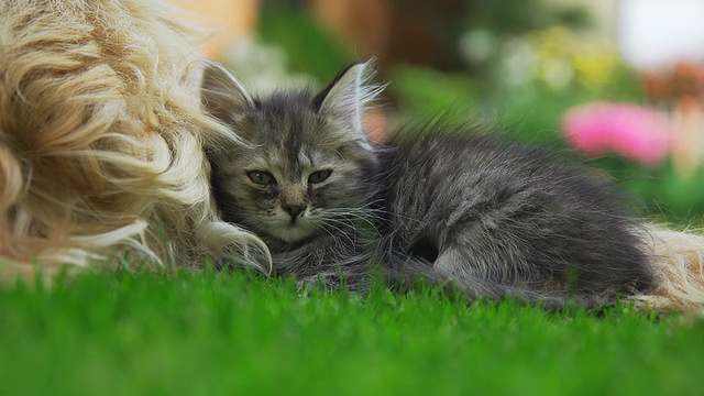 小猫睡在狗旁边视频素材