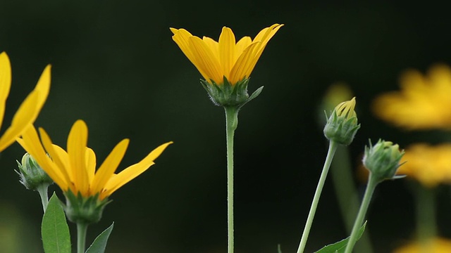 Sunchoke花视频素材