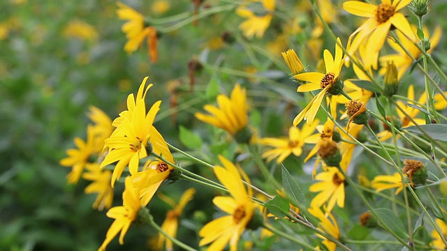 Sunchoke花视频素材