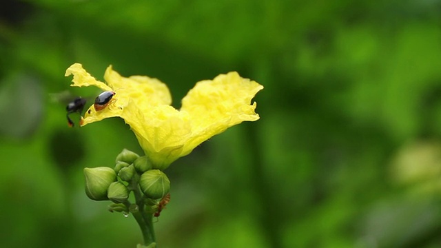 葫芦的花视频素材