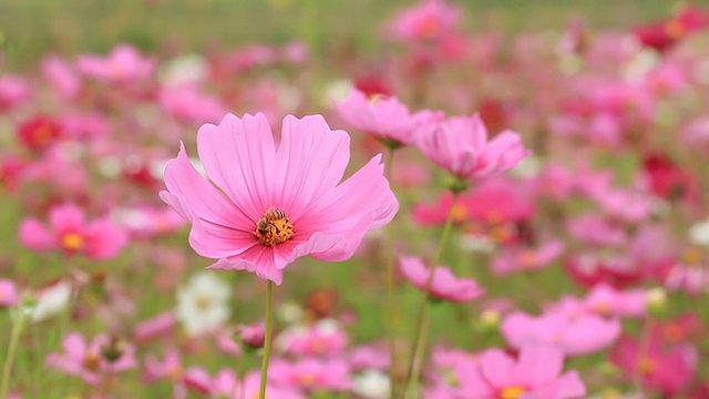 宇宙的花视频素材