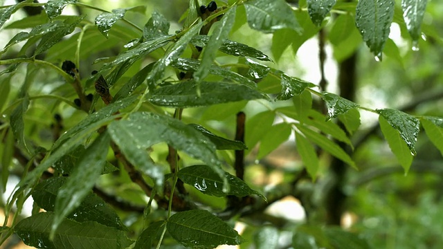 雨滴落在树叶上特写(4K/超高清到高清)视频素材