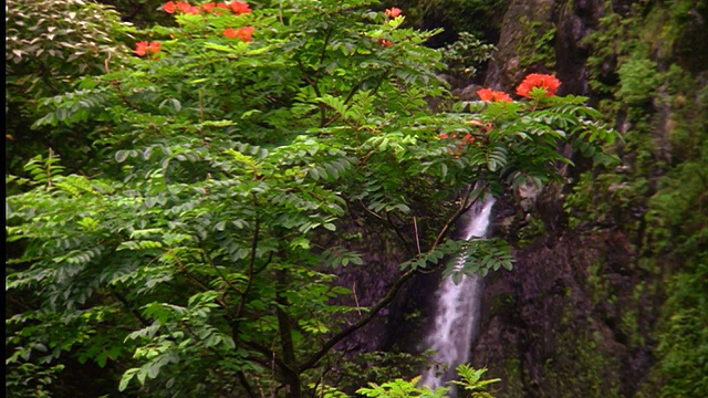 倾斜瀑布在丛林/树上与橙色花在前景/毛伊岛，夏威夷视频素材