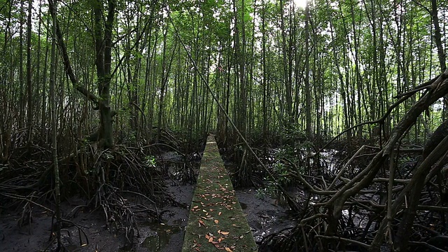 红树林视频素材