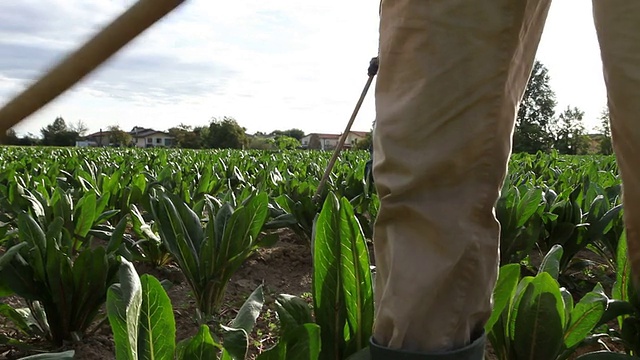 8月，意大利特雷维索，种植红菊苣的农民正在从菊苣田里除草视频素材