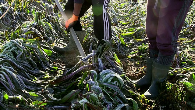 意大利特雷维索，农民在寒冷的冬天从田间采摘菊苣视频素材