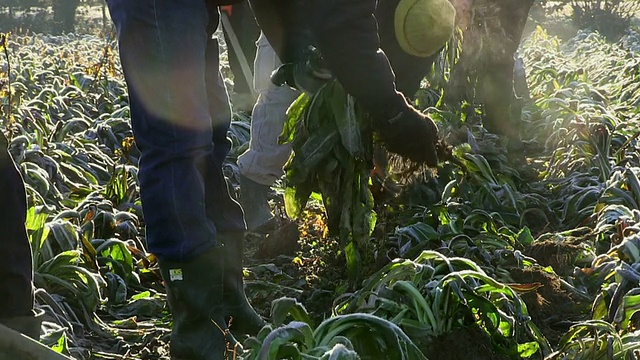 意大利特雷维索，农民在寒冷的冬天从田间采摘菊苣视频素材