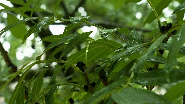 雨滴落在树叶上特写(4K/超高清到高清)视频素材