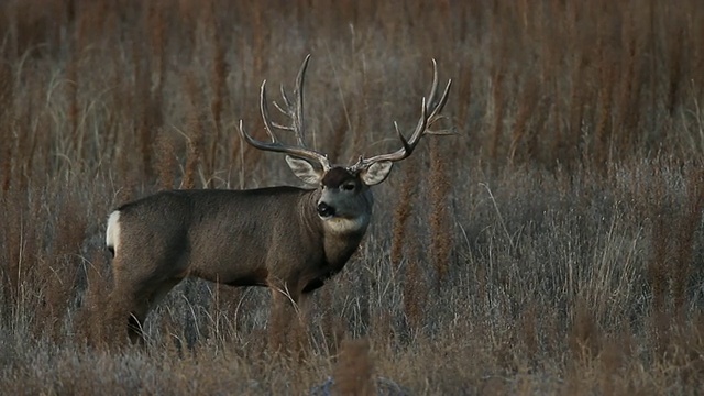 “战利品”黑尾鹿(Odocoileus virginianus)走过草原，转身看着镜头视频素材