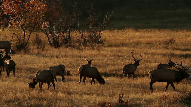 许多大型公麋鹿(Cervus canadensis)疯狂地追着母牛交配和鸣叫，在日出时发出背光的声音视频素材