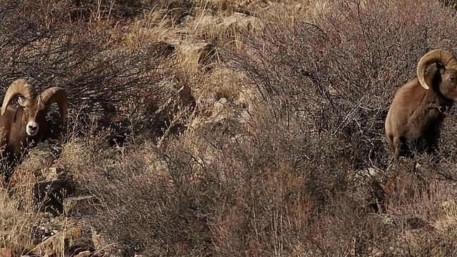 两只大角绵羊(Ovis canadensis)在11月发情期撞头视频素材