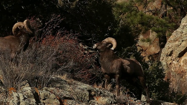 两只大角绵羊(Ovis canadensis)在11月发情期撞头视频素材