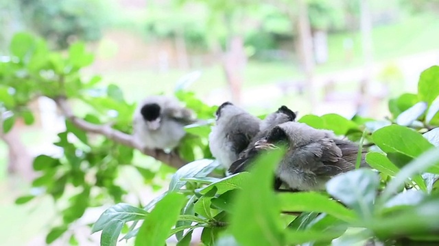 用手触摸小鸟宝宝视频素材