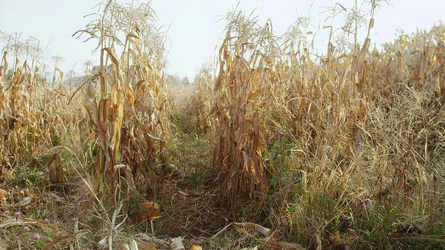 美国俄勒冈州胡德河农场拍摄的两个孩子快乐地跑过玉米迷宫视频素材