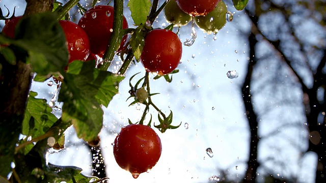 雨点落在西红柿上视频素材