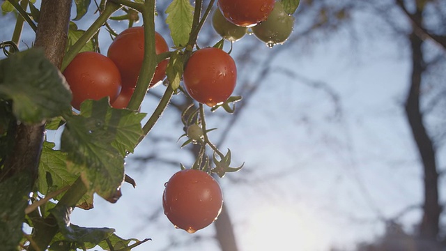 慢镜头《花园里的番茄》视频素材