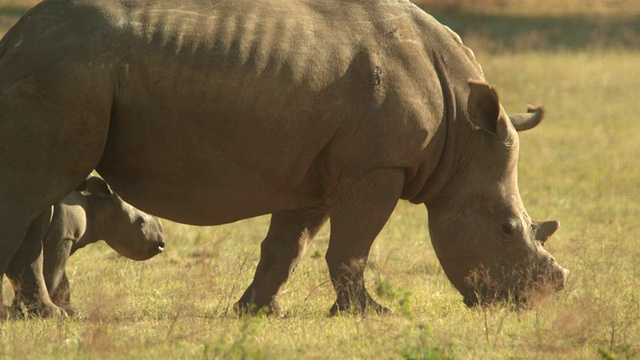 MS Rhino and Calf /约翰内斯堡，南非视频素材