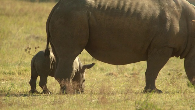 MS PAN Rhino and Calf /约翰内斯堡，南非视频素材