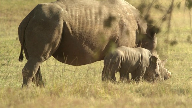 MS PAN Rhino and Calf /约翰内斯堡，南非视频素材