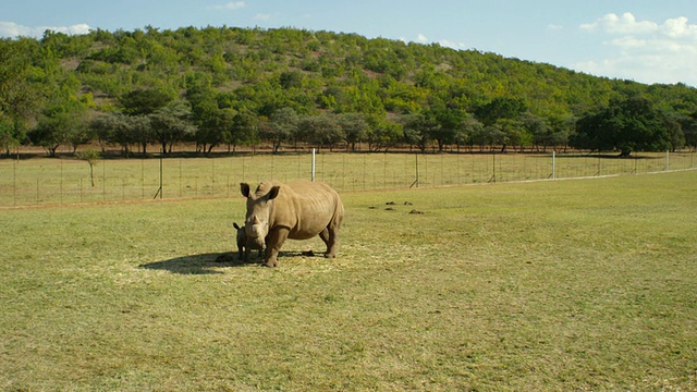 MS Rhino and Calf /约翰内斯堡，南非视频素材