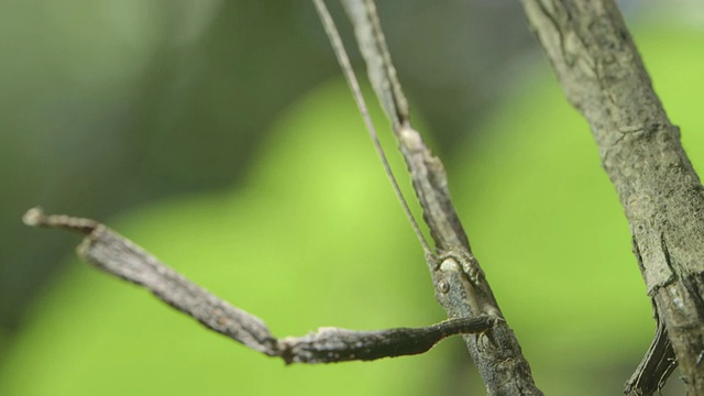 泰坦竹节虫视频素材